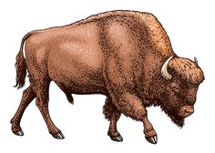 an illustration of a bison standing on one leg