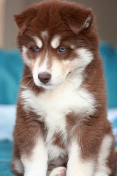 a brown and white puppy sitting on top of a bed next to a blue blanket