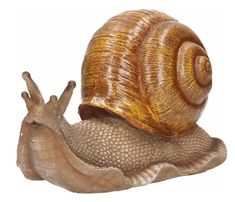 a close up of a snail on a white background