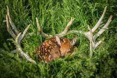 a baby deer is curled up in the tall grass with it's head down