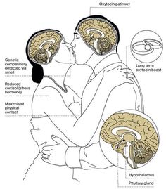 an image of the human brain and its functions, including two different areas that are labeled in