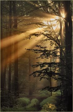 sunlight shining through the trees in a forest