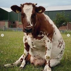 a brown and white cow sitting on top of a lush green field next to a building