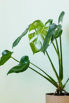 a potted plant with large green leaves