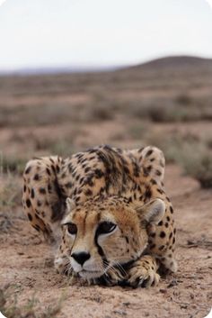 Pretty Animals, Cheetahs, Large Cats, African Animals, Wildlife Animals, Fantastic Beasts