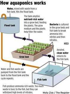 a diagram showing how aquaponics work