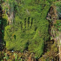 a green patch of grass that has been cut in to form a face on the ground