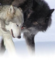 two gray wolfs are playing in the snow with each other and one is rubbing its face against another's head