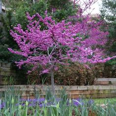 a tree with purple flowers in the middle of a garden next to a brick wall