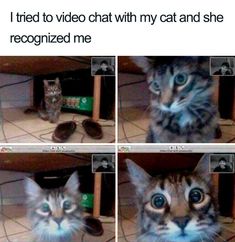 four pictures of a cat with blue eyes and the caption he recognizes his owner on facetime