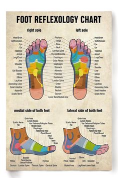 Massage Therapist Foot Reflexology Chart Poster High quality resin-coated photo base paper. Satin photo finish, maximum color gamut, dmax, and image resolution Foot Reflexology, Massage Benefits, Sciatic Nerve, Foot Massage, Massage Therapist, Reflexology