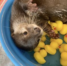 an otter taking a bath with rubber ducklings in a blue bowl on the floor