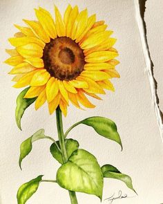 a watercolor painting of a sunflower with green leaves on the bottom and brown center