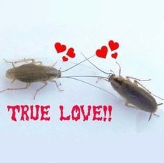 two cockroaches with hearts on their backs saying true love