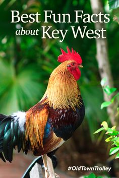 a rooster standing on top of a wooden bench with the words best fun fact about key west