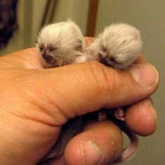 two small white kittens sitting on top of someone's hand