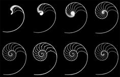 six spirals are shown in white against a black background, each with an individual's own image