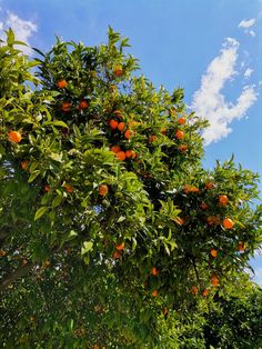 an orange tree with lots of ripe oranges on it's branches and leaves