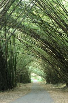 an image of a pathway that is made out of bamboo sticks and trees in the background