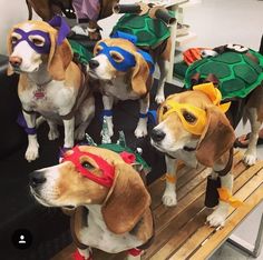 four dogs dressed up as teenage mutant turtles on a bench with one dog wearing a costume