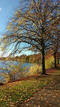 trees with leaves on the ground next to a body of water