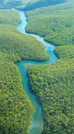 an aerial view of a river running through a lush green forest