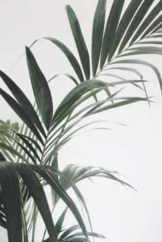 a palm tree with green leaves against a white background