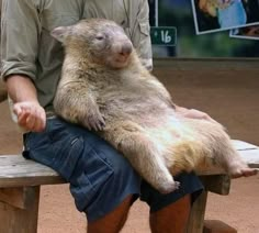 a man sitting on top of a wooden bench holding a baby bear in his lap