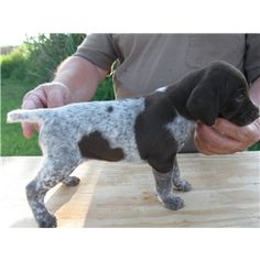 a small black and white dog standing on top of a wooden table next to a person