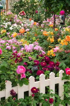 many different colored flowers growing on the side of a white picket fence in a garden