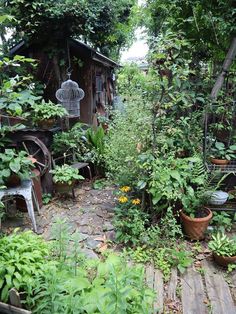 an outdoor garden with lots of plants and potted plants on the side of it