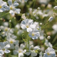 small white flowers are growing in the grass