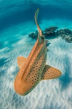 a large brown and black fish swimming in the ocean near some corals on the water's surface