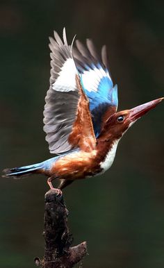 a colorful bird with its wings open on a branch