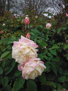 pink and white flowers blooming in a garden