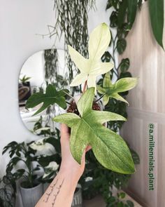 Pretty hand-held Philodendron Florida Ghost with beautiful leaves Philodendron Florida Ghost, Florida Ghost, Philodendron Care, Philodendron Scandens, Monstera Obliqua, Philodendron Florida, Jewel Orchid, Living Room Plants