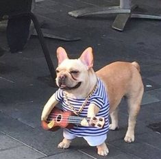 a small dog wearing a shirt and holding a ukulele