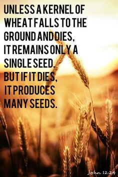 a wheat field with the words, unless kernels of wheat falls to the ground and ends