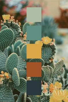 a cactus with yellow flowers in the background and a color swater overlaying it