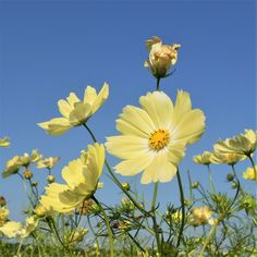 some yellow flowers are growing in the grass