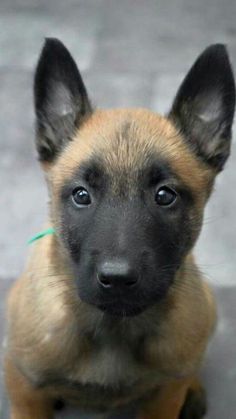 a small brown and black dog sitting on top of a cement floor next to a green tag