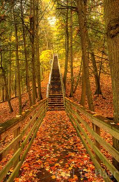 a wooden staircase in the middle of a forest with fall leaves on the ground and stairs leading up to it