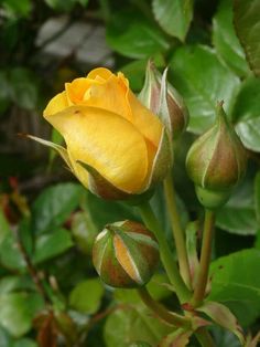 a yellow rose budding with green leaves in the background