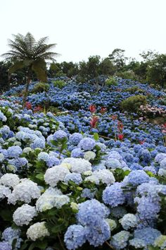 many blue and white flowers are in the field