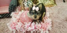 a small dog sitting on top of a pink ball