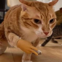 an orange and white cat playing with a toy hand