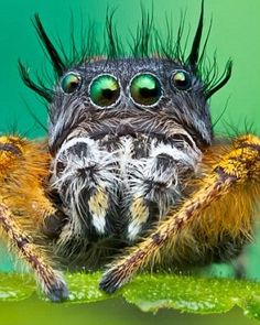 a close up of a jumping spider on a leaf