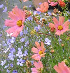 pink and blue flowers are growing in the grass