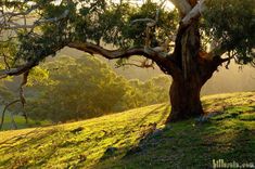 the sun shines through the trees on top of a grassy hill in the distance