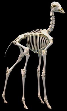 the skeleton of a bird is shown in this image, it appears to be an ostrich